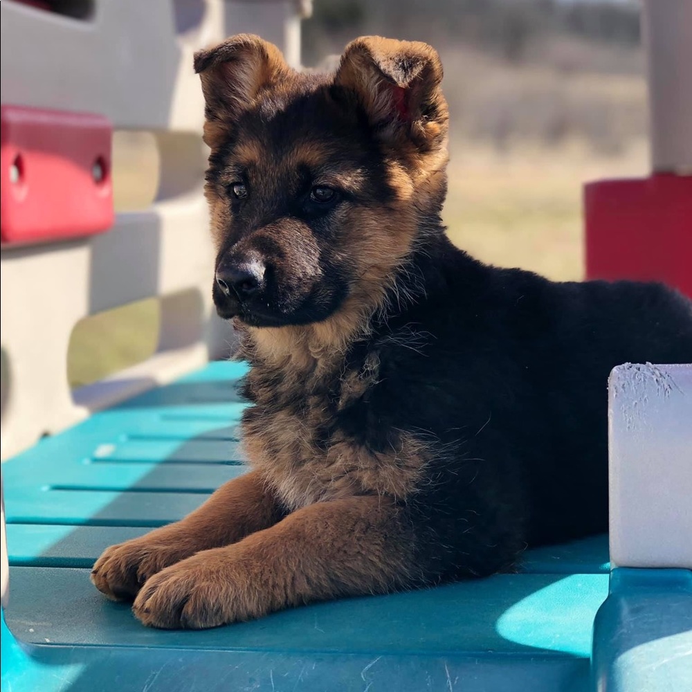Meet your Posher, Ricco